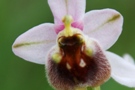 Ophrys levantina